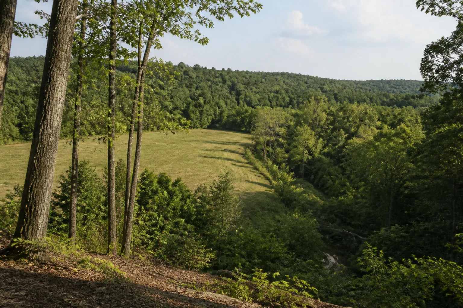 Illustrative wooded ridge, creek-bottom, and pasture in central Mississippi, not a verified Attala County parcel or waterway