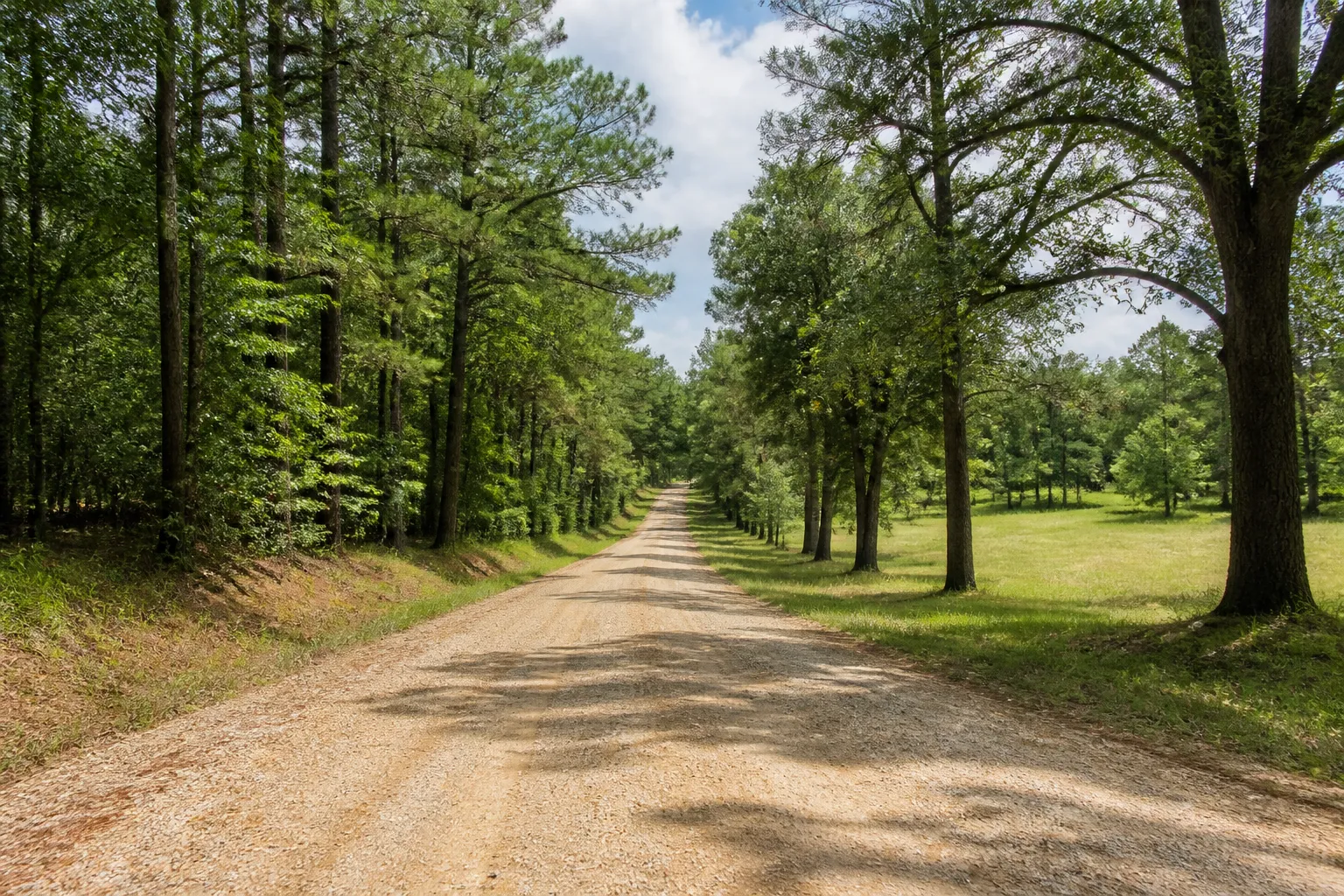 Illustrative gravel road among pine and hardwood trees in north Mississippi, not a specific Benton County road