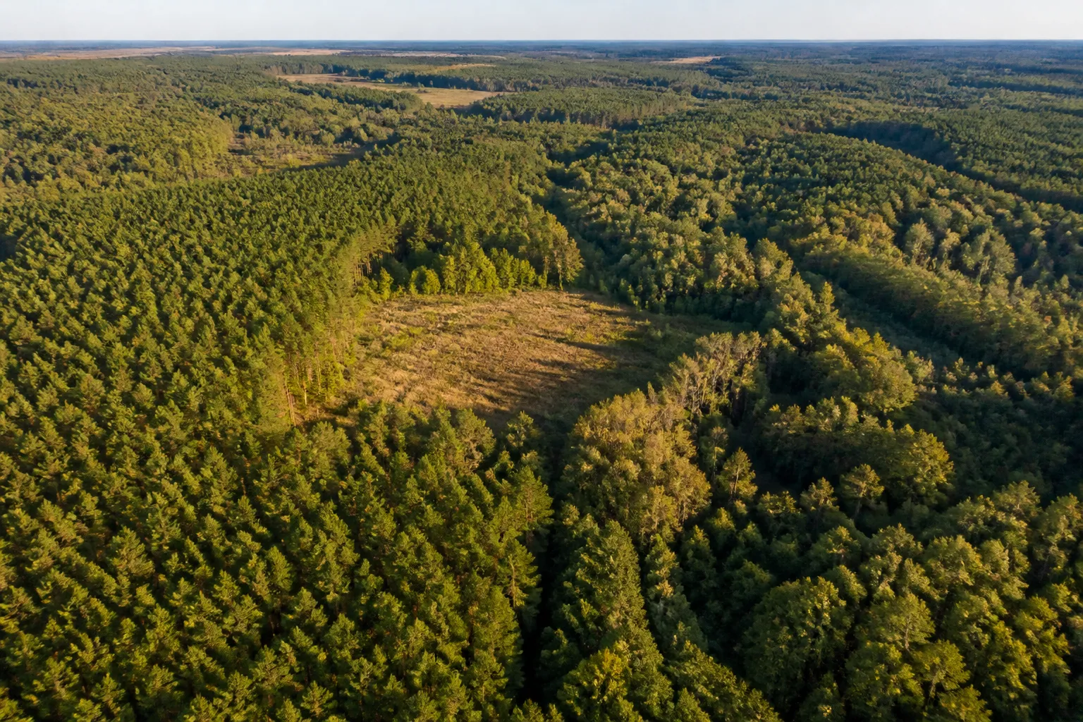 Illustrative aerial view of pine and hardwood timberland in southeastern Mississippi, not an actual Greene County parcel