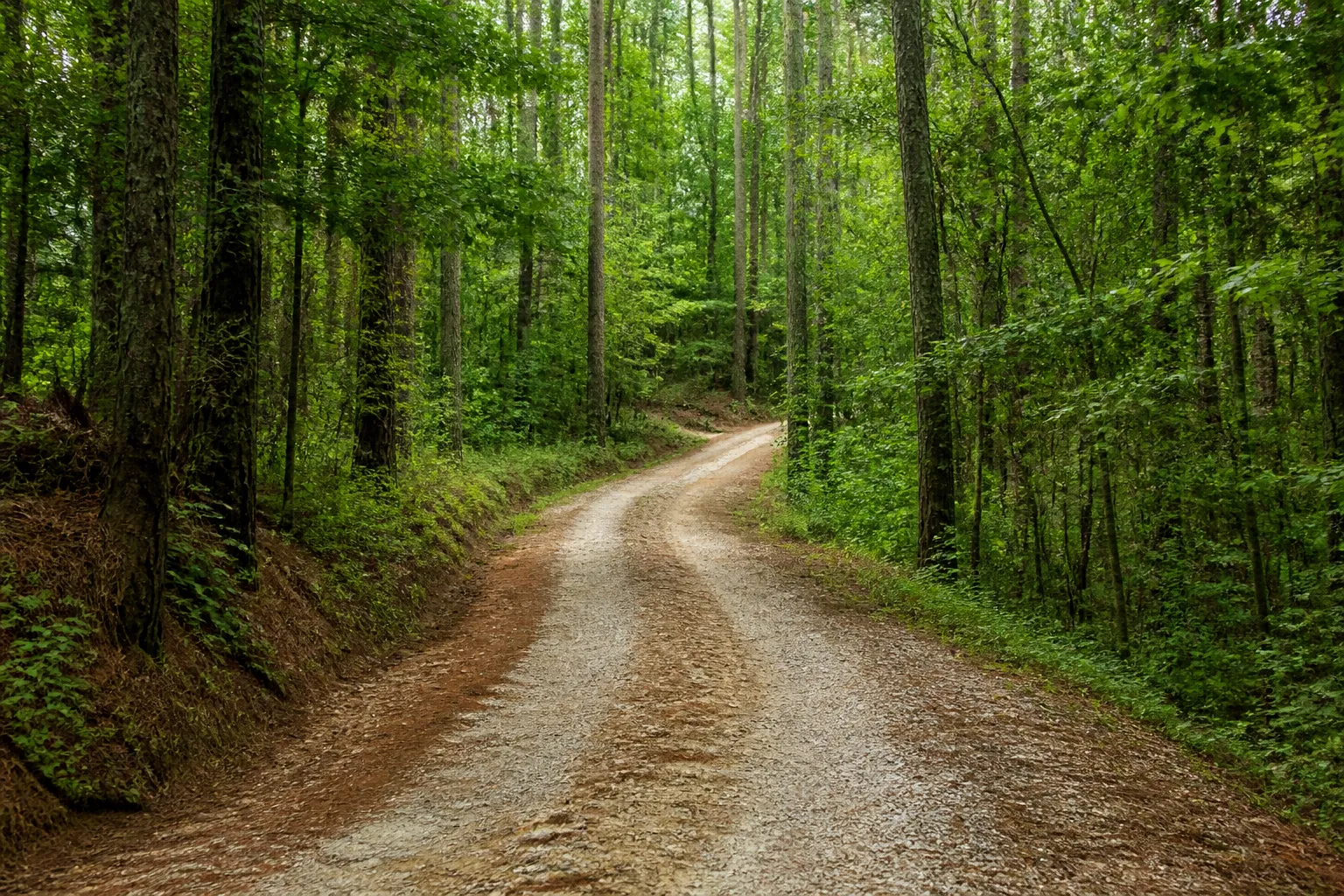 Illustrative gravel lane through pine and hardwood woodland in southeastern Mississippi; not a specific parcel