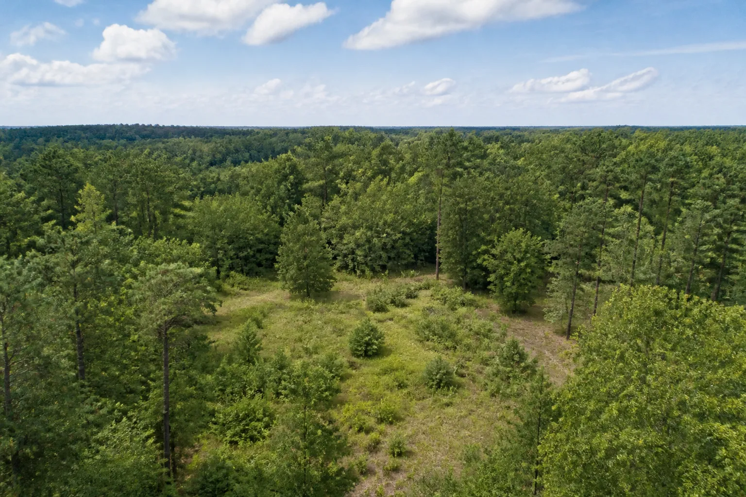 Representative Greene County Wooded Acreage