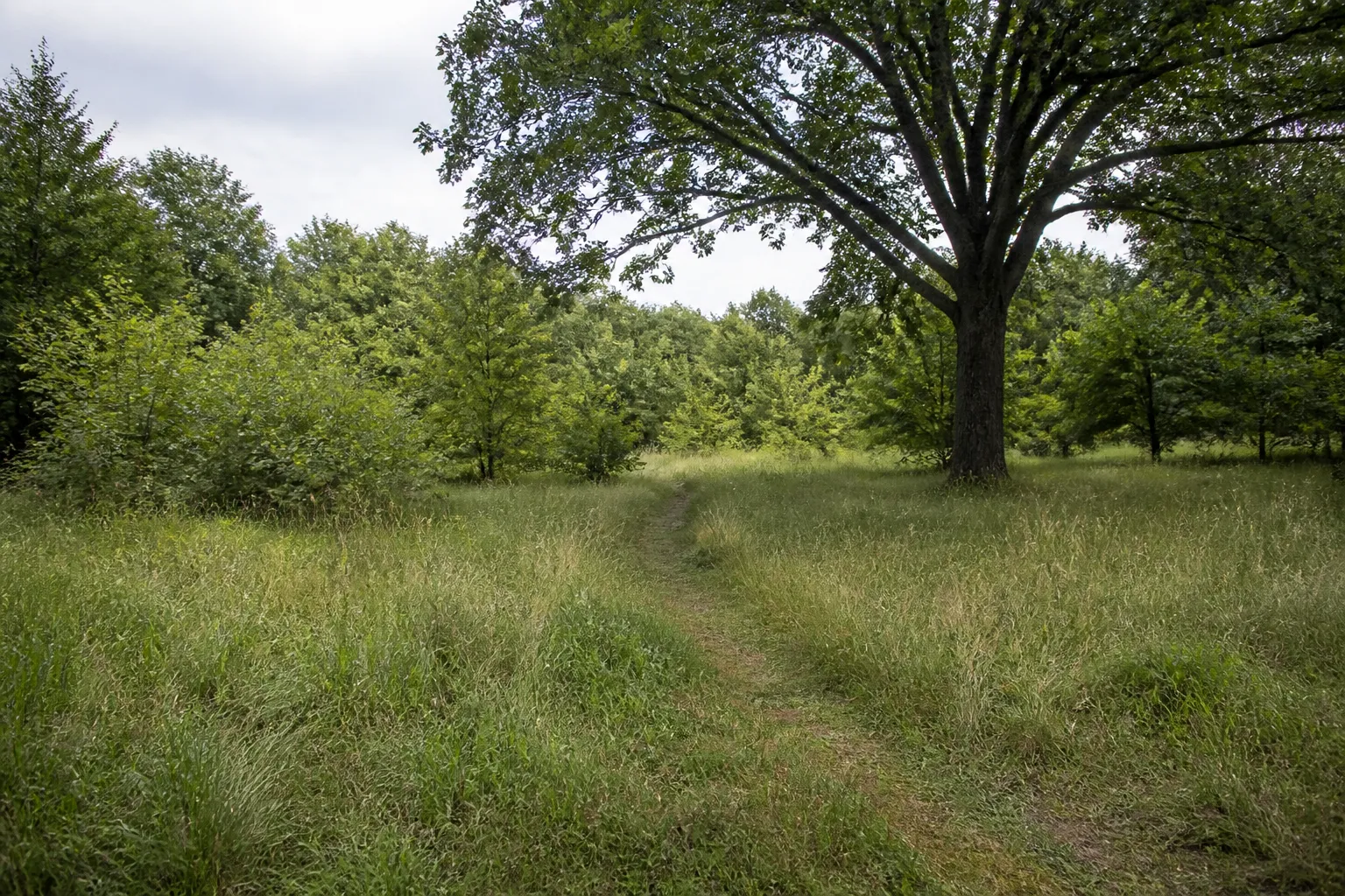 Unused Rural Lot with Natural Growth