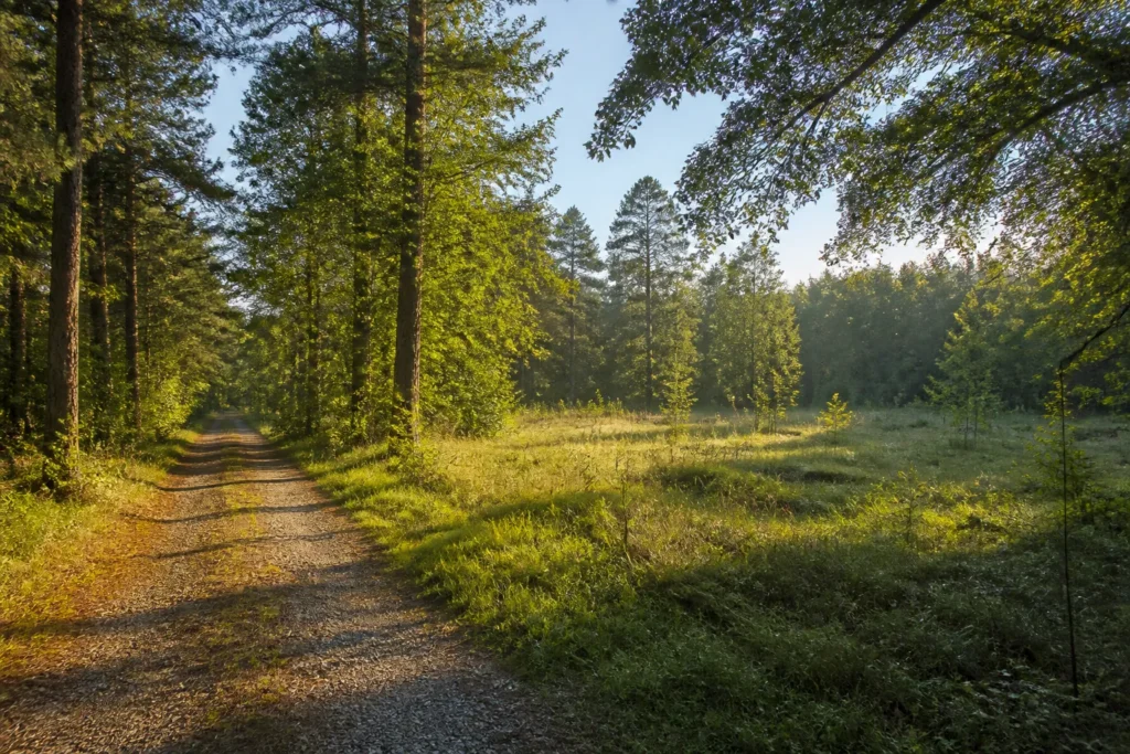Rural Mississippi Acreage Guide Image