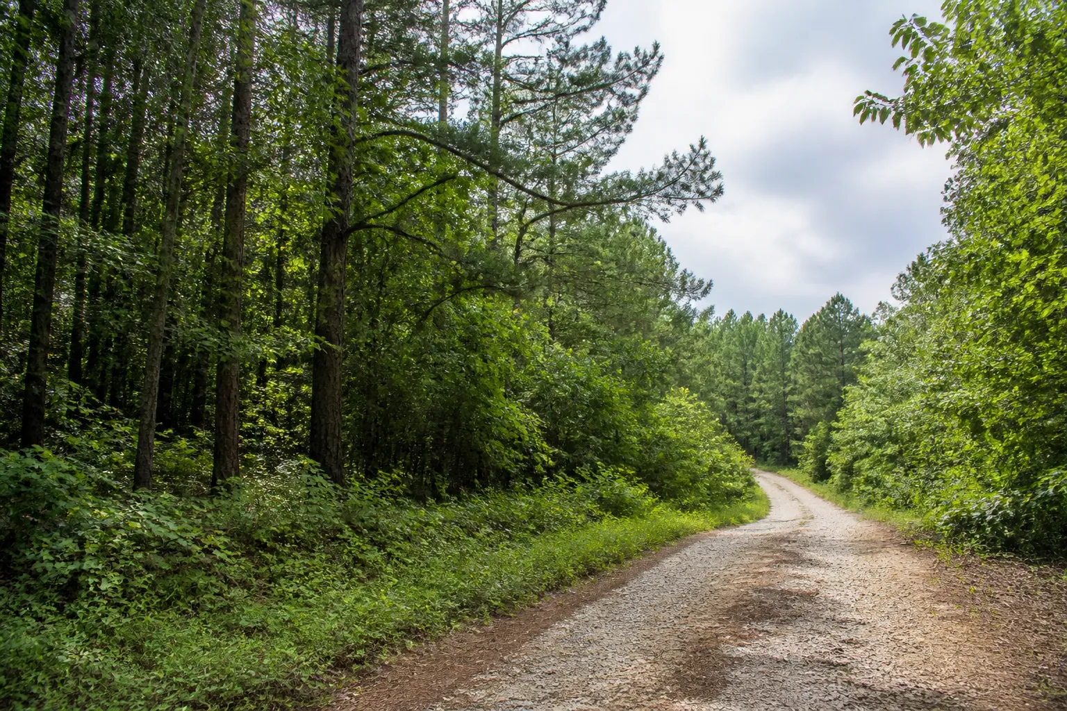 Wooded Rural Acreage With Tree Line Access