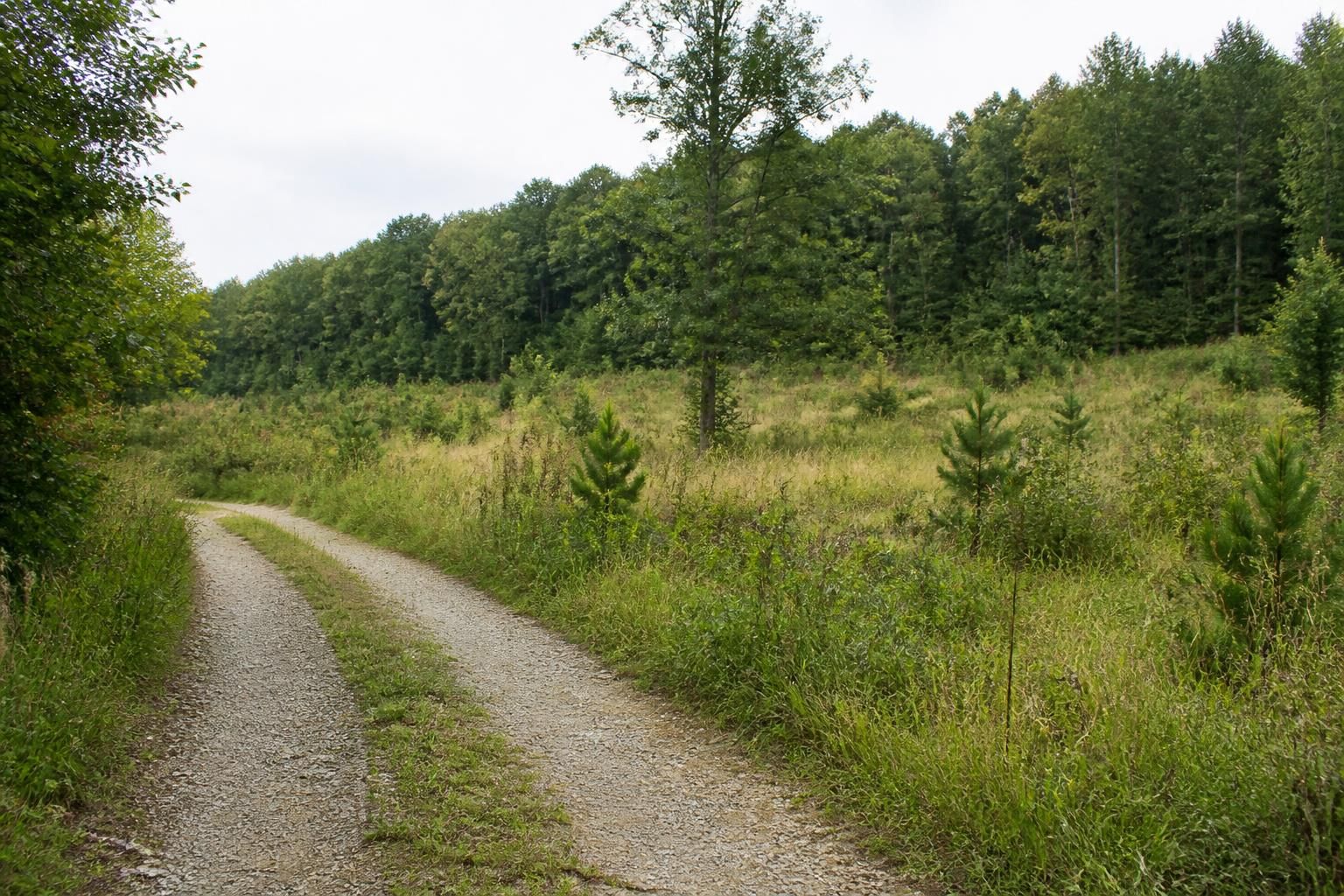 Quiet unused parcel with simple access and reclaimed landscape.