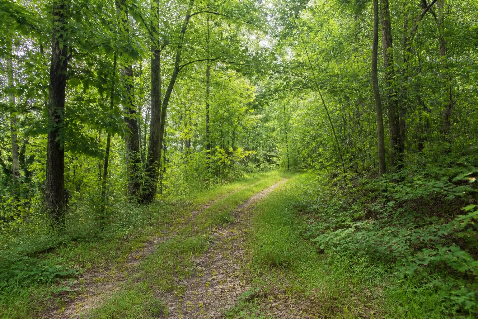 Quiet Overgrown Wooded Parcel