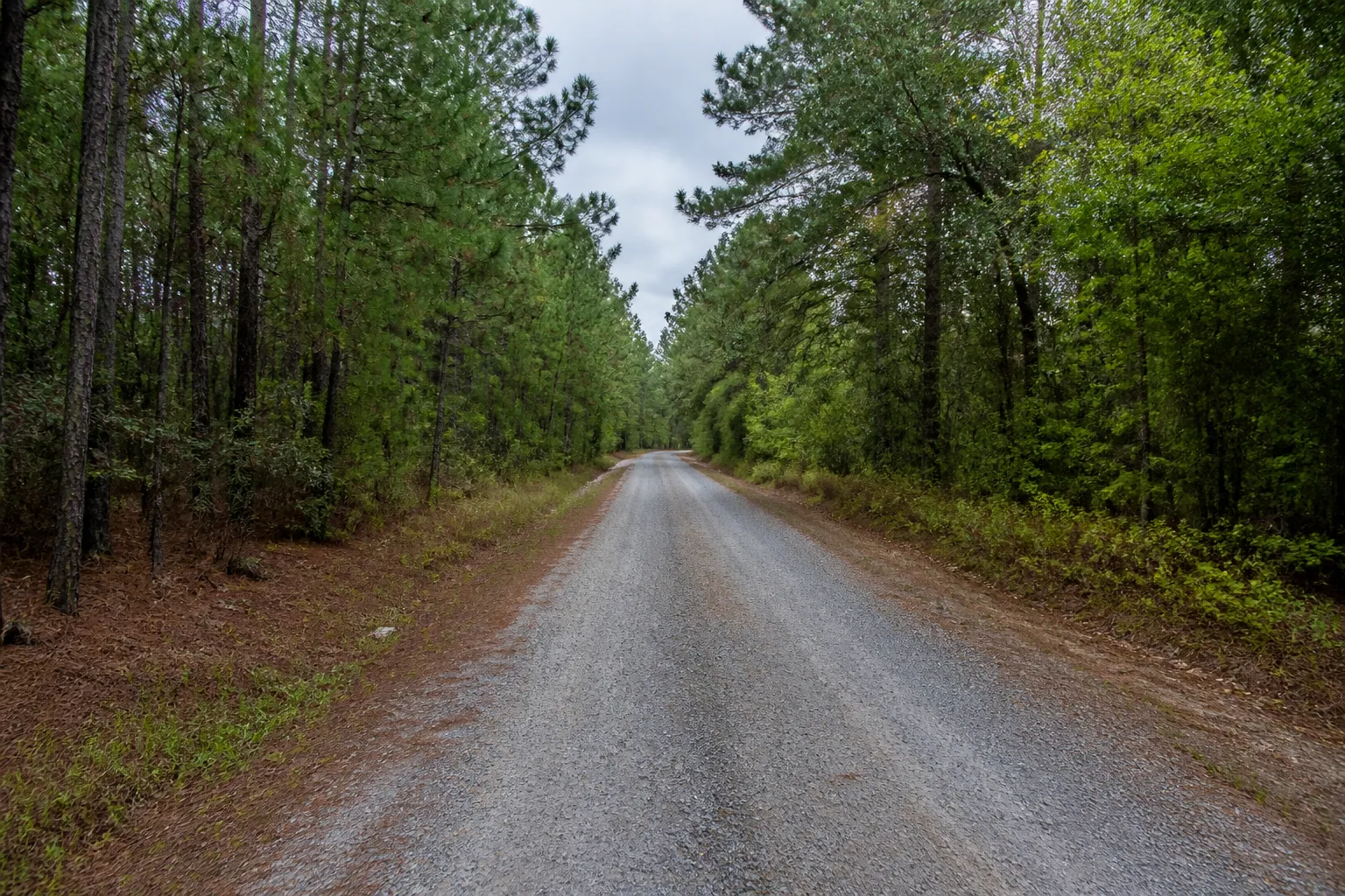 Illustrative gravel road bordered by pine and hardwood trees, inspired by rural southeastern Mississippi