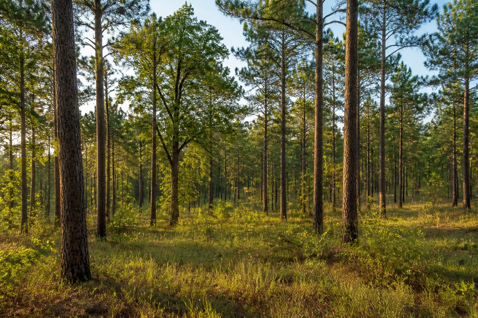 Illustrative wooded acreage inspired by southeastern Mississippi, not a specific parcel